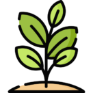 plante qui sort de terre